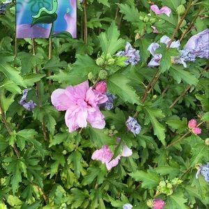 Meet your Posher, Ariadna